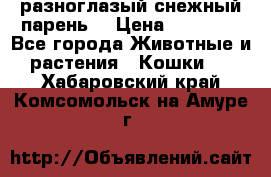 разноглазый снежный парень. › Цена ­ 10 000 - Все города Животные и растения » Кошки   . Хабаровский край,Комсомольск-на-Амуре г.
